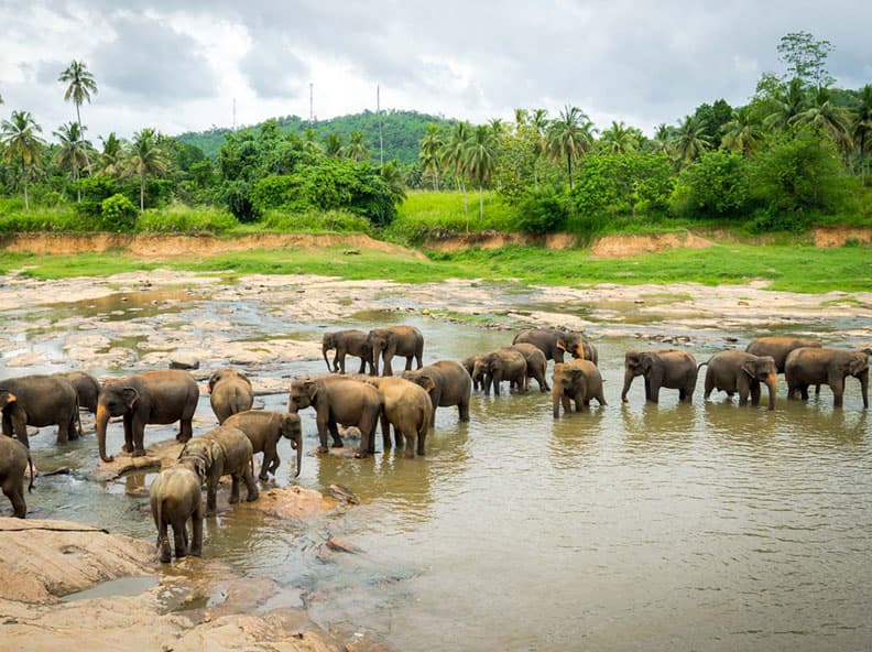 Pinnawala Elephant Orphanage