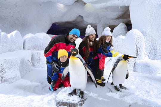 Ski Dubai Penguin Experience